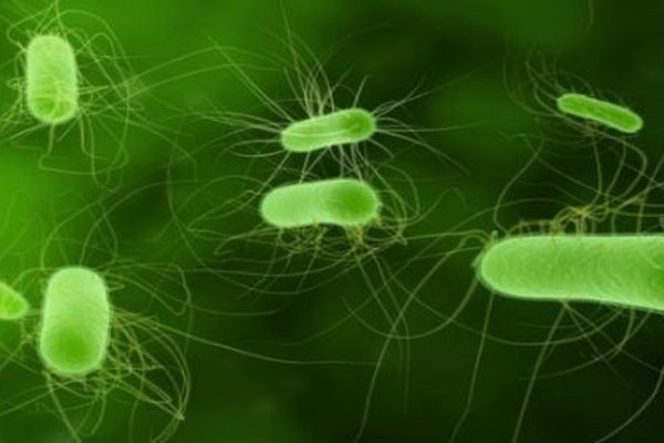 Vi khuẩn e coli là gì
